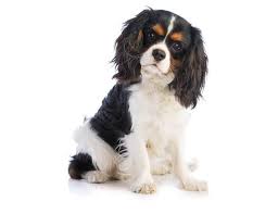 Chien cavalier King Charles sur fond blanc